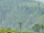 trees-and-tea.JPG (211 KB)